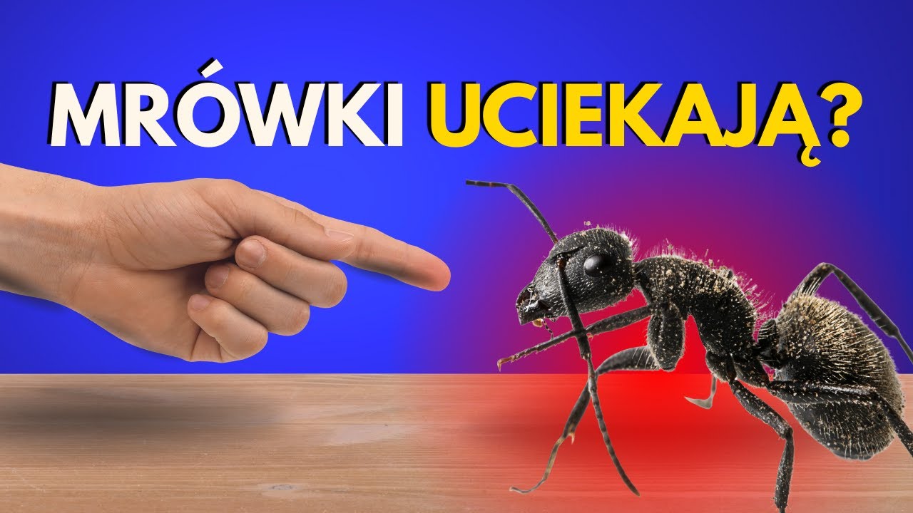 Mrówcza inwazja w domu! Jak sobie radzę?