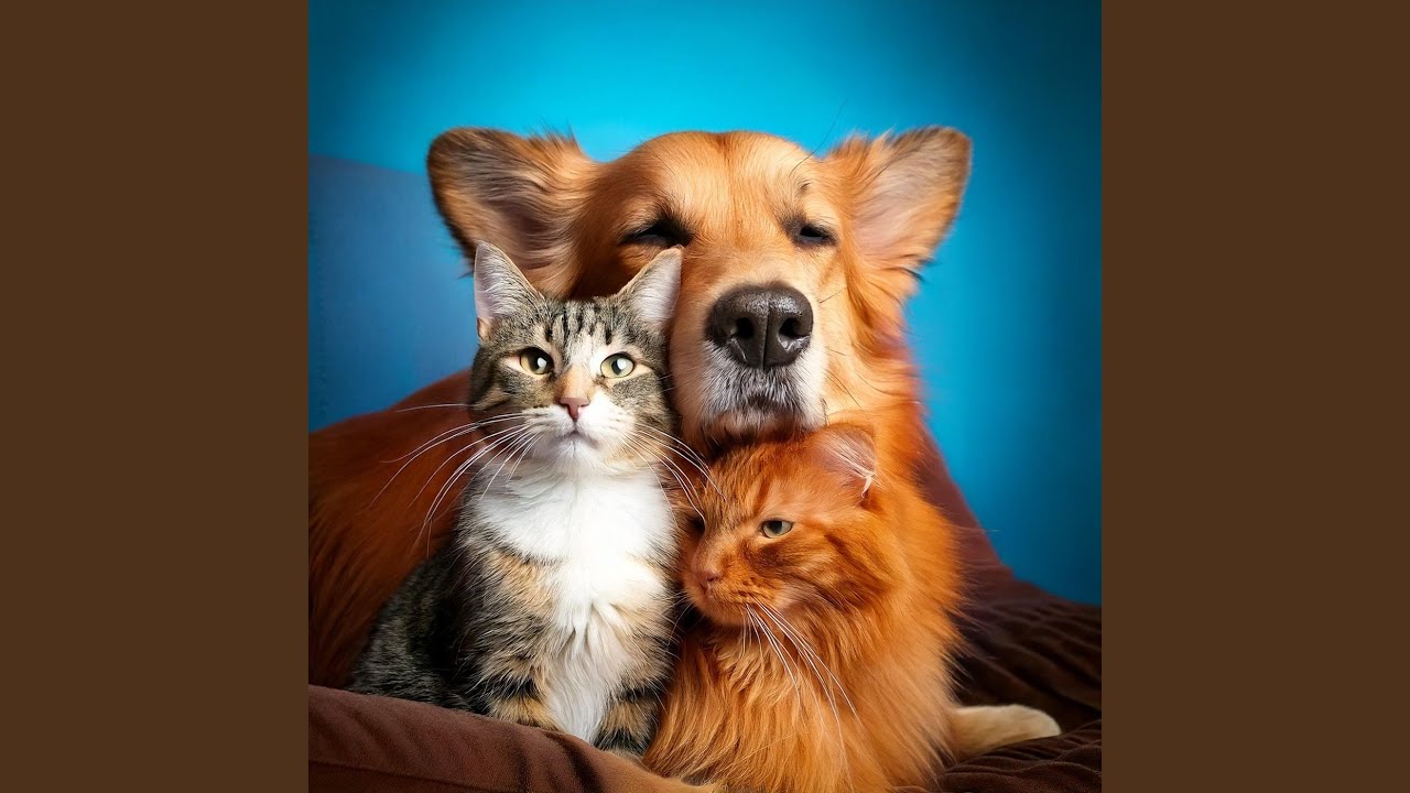 Musical Pet Harmonies