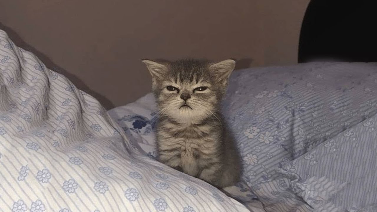 Самые смешные видео с кошками 2025 года 😹 Постарайтесь не смеяться 😂 Часть 27