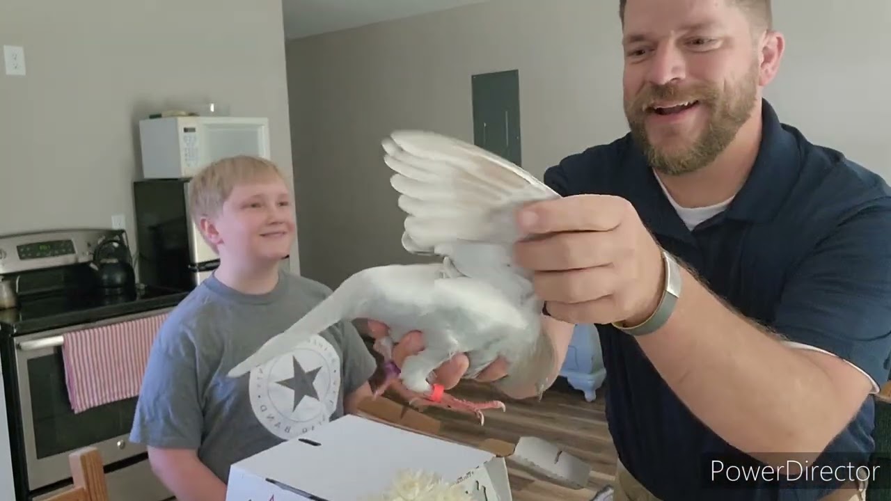 Unboxing our new pigeons from RFRP 6.24.25