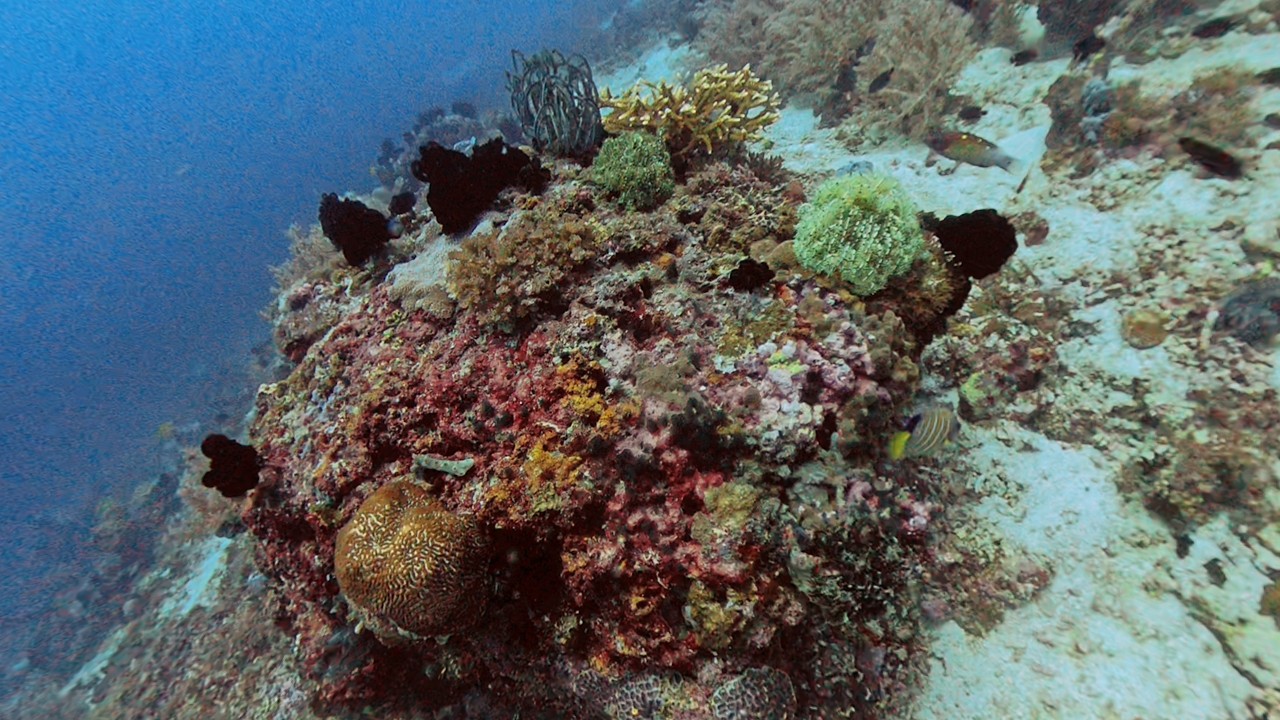 Balicasag Island Diving Adventure