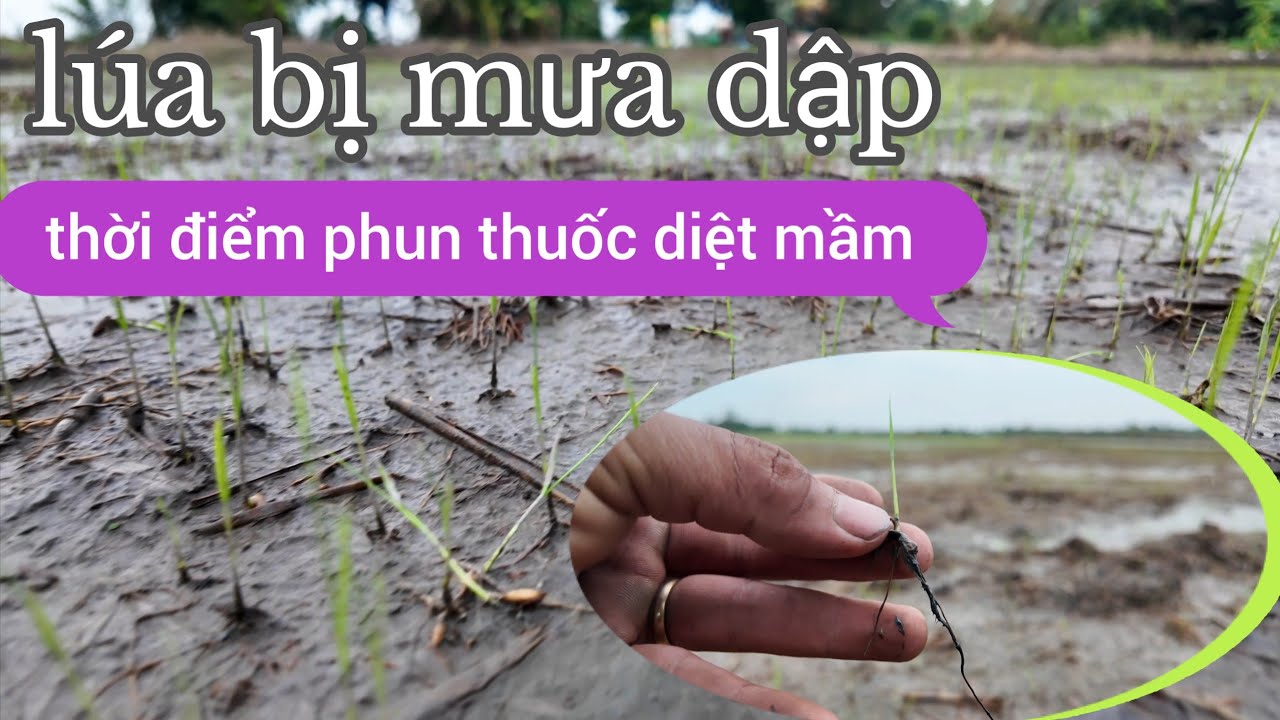 lúa bị mưa dập có nên phun thuốc diệt mầm hay không #139 l thanhdotv