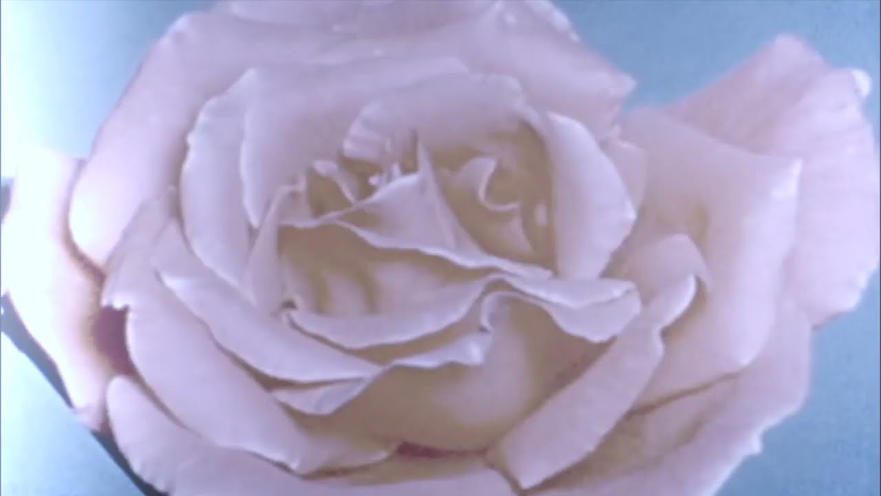 Bijou Violet - Naaiv. ❀