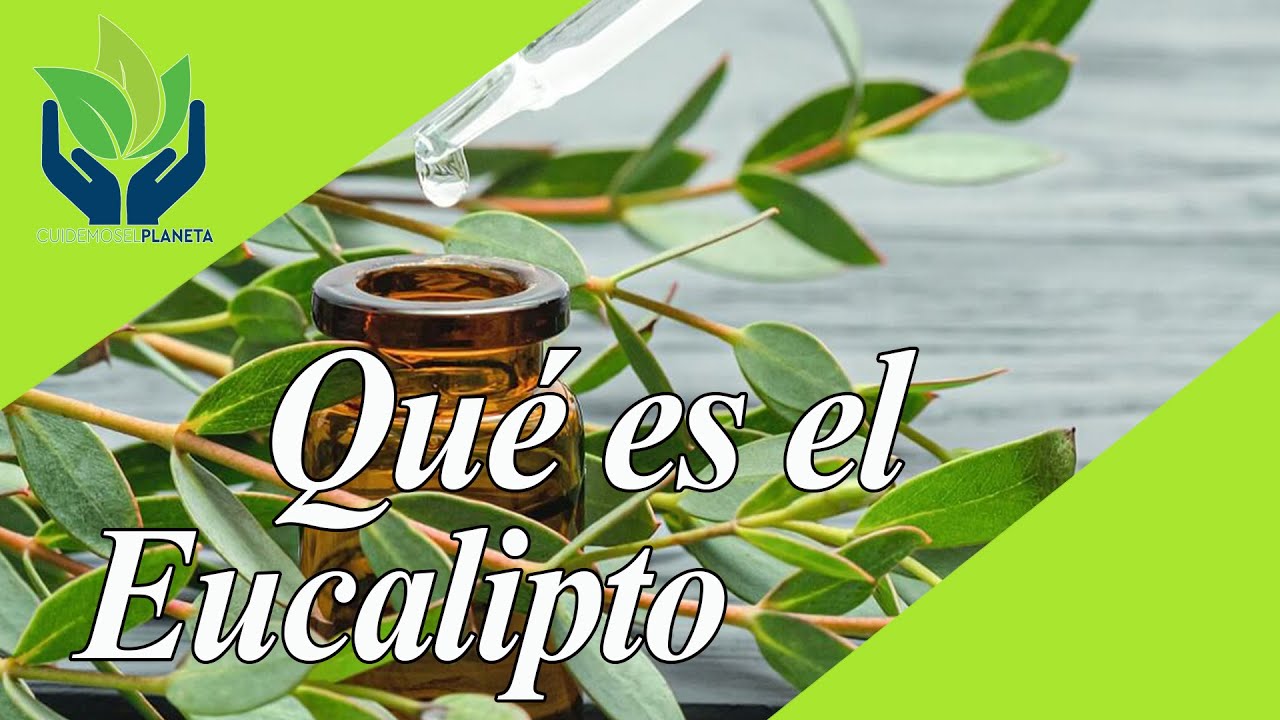 Eucalipto: todo sobre este increíble árbol