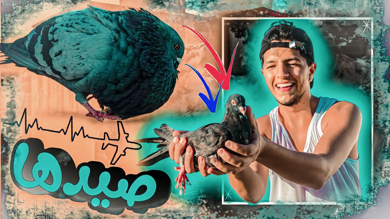 زريقه جاب معه حمامة جديدة 🤣 صيد الحمام 😱