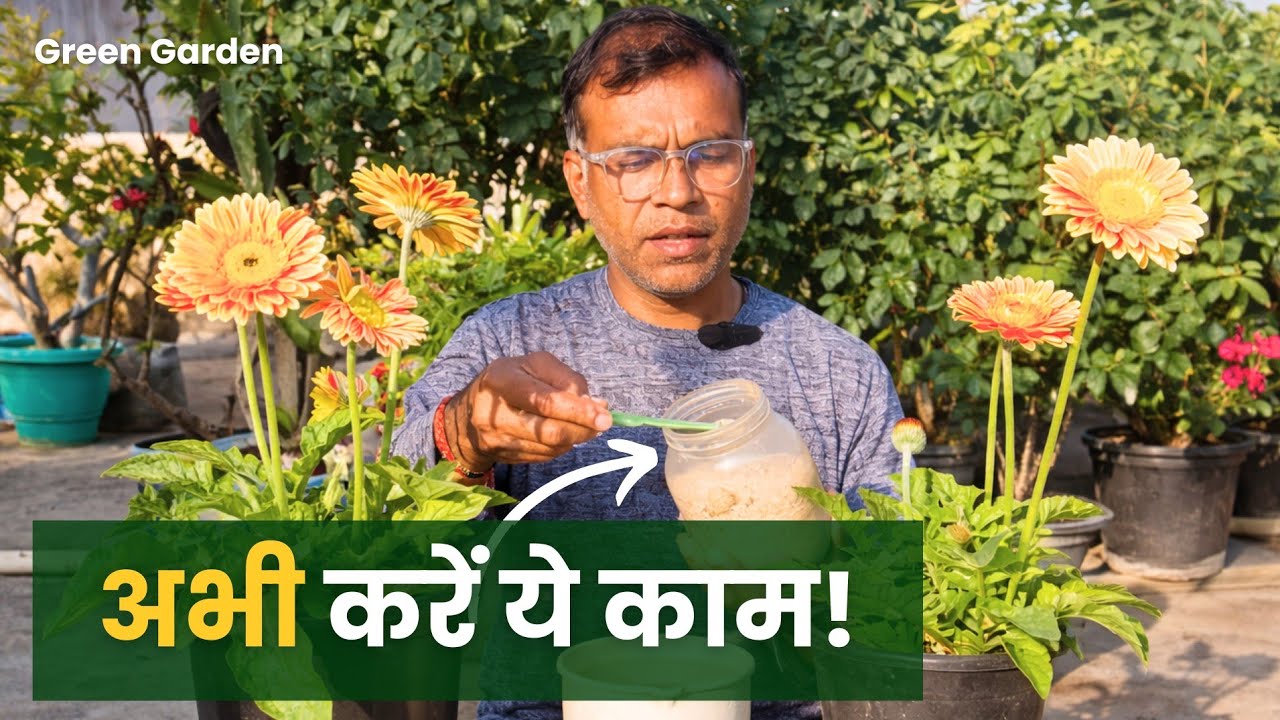 जरबेरा में अभी करें ये काम! जरबेरा में गर्मियों से पहले ये ज़रूर करें!