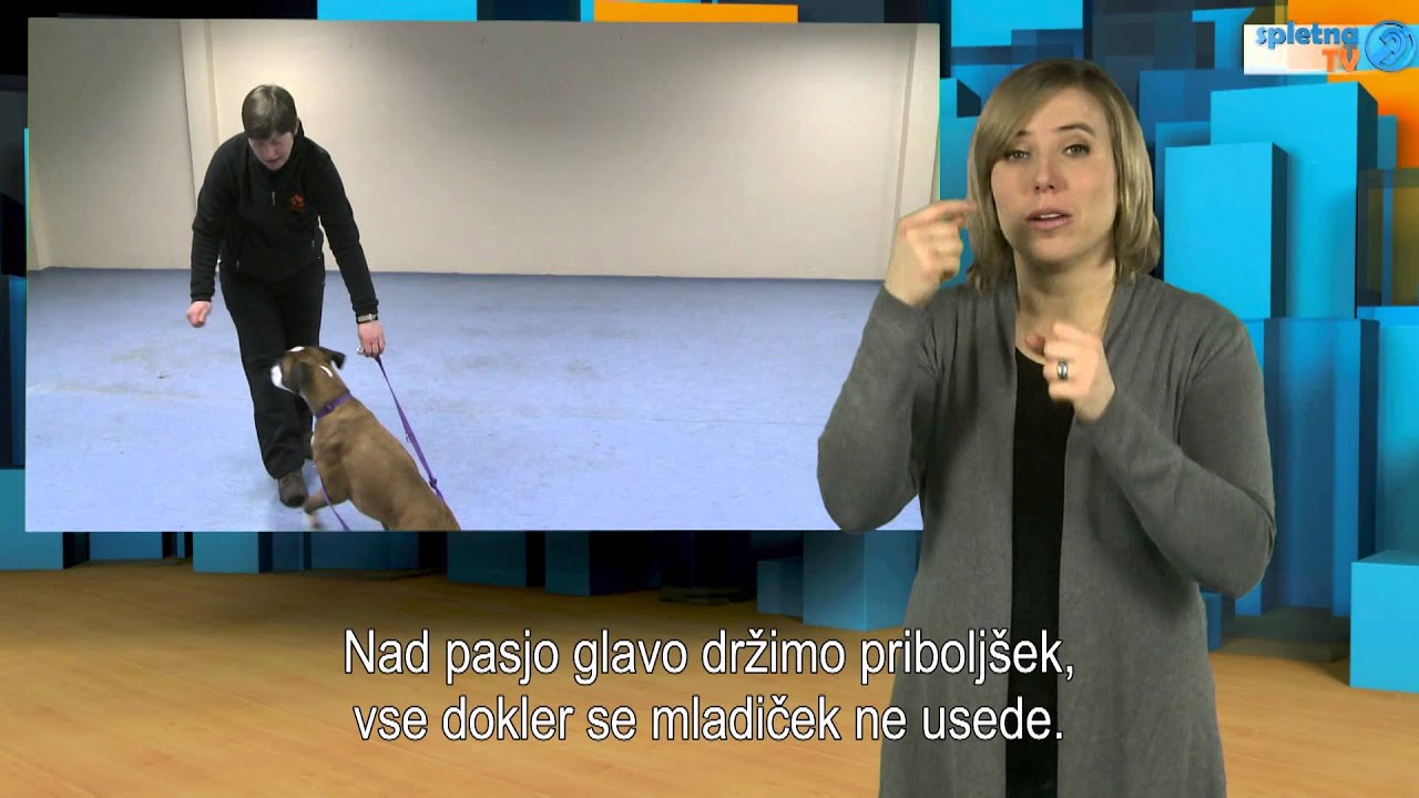 Pes in učenje s kretnjami