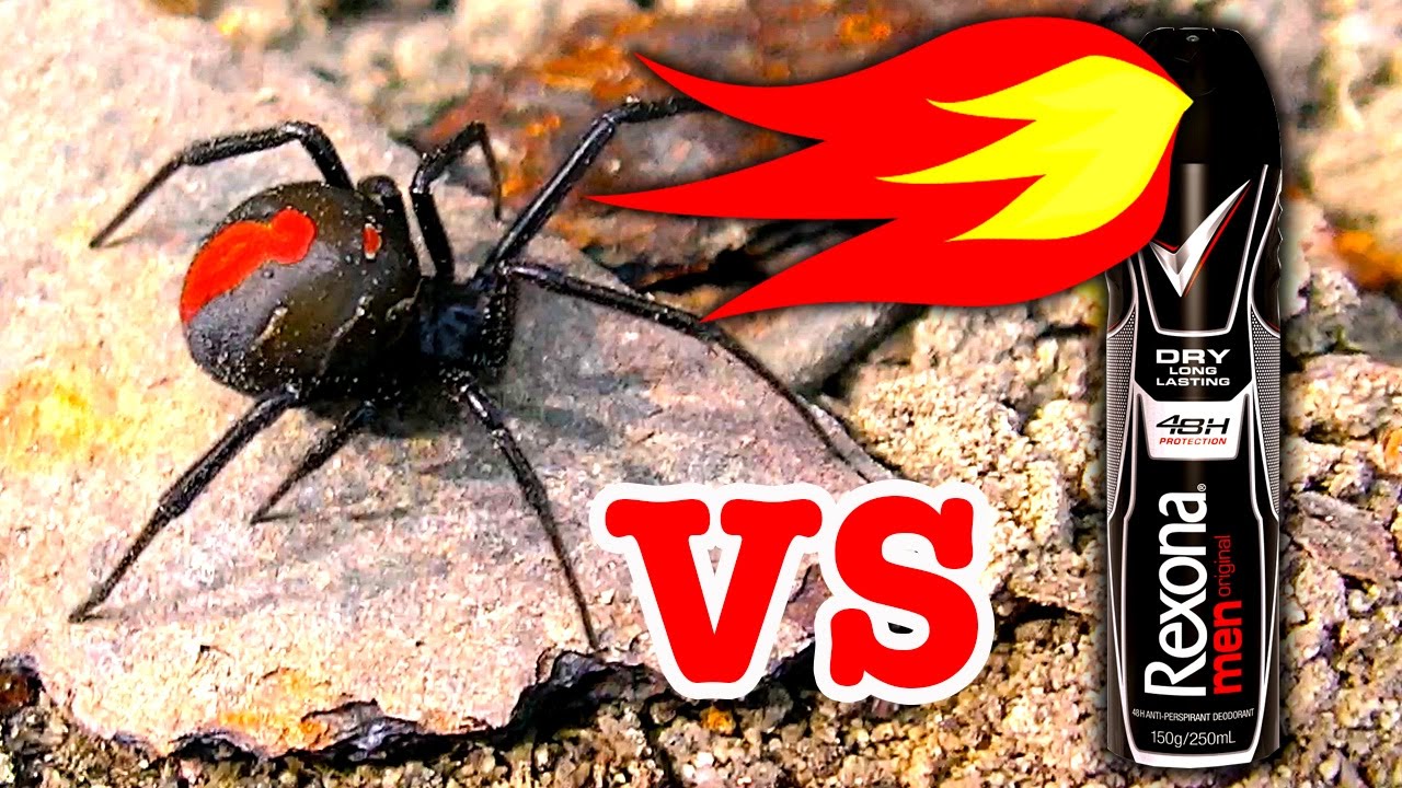 Deadly Redback Spider Flamethrower Non Chemical Spider Control Fast And Effective