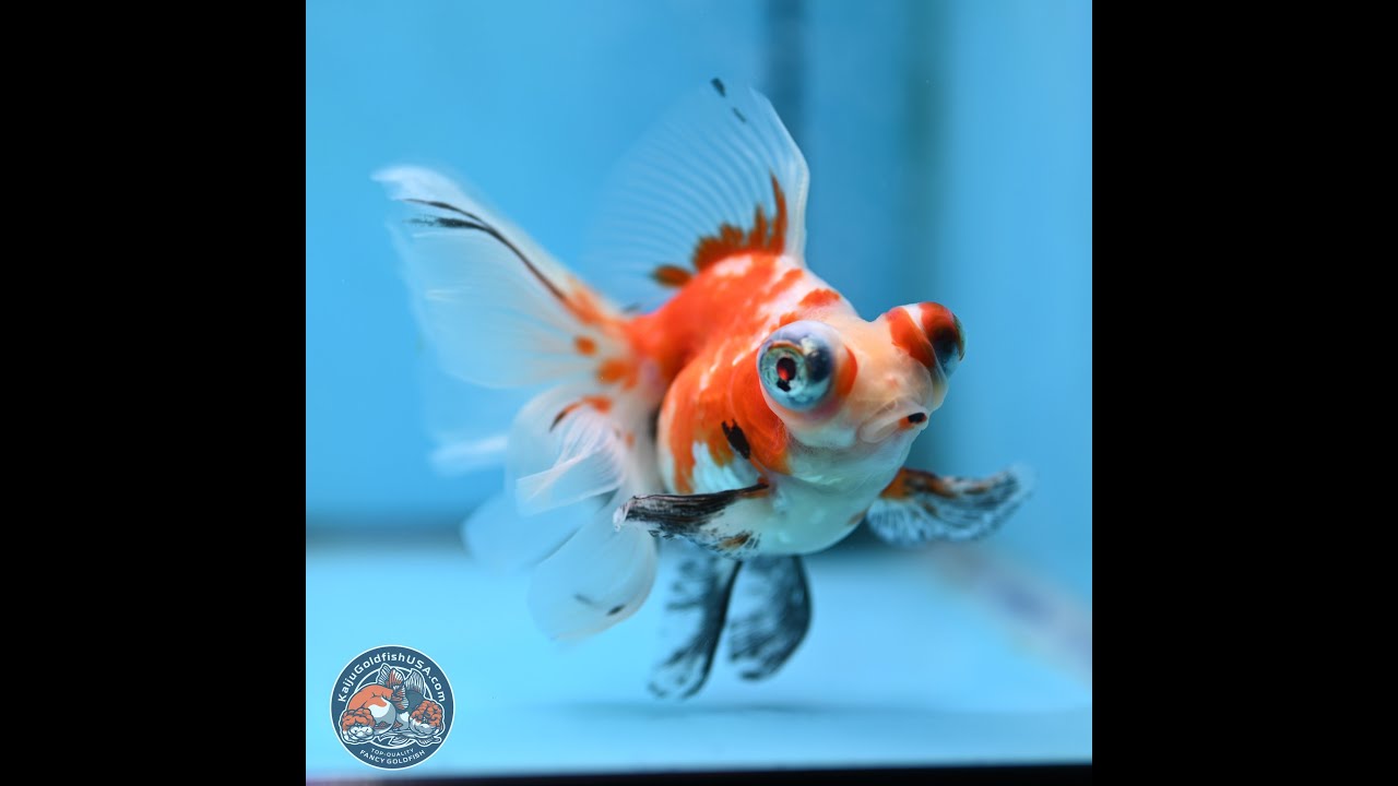 Sakura Butterfly Tail Demekin 2.75 inches Body - Female (250321_DK02)