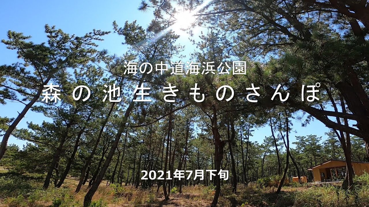 第8回「森の池生きものさんぽ」（2021年7月下旬撮影）