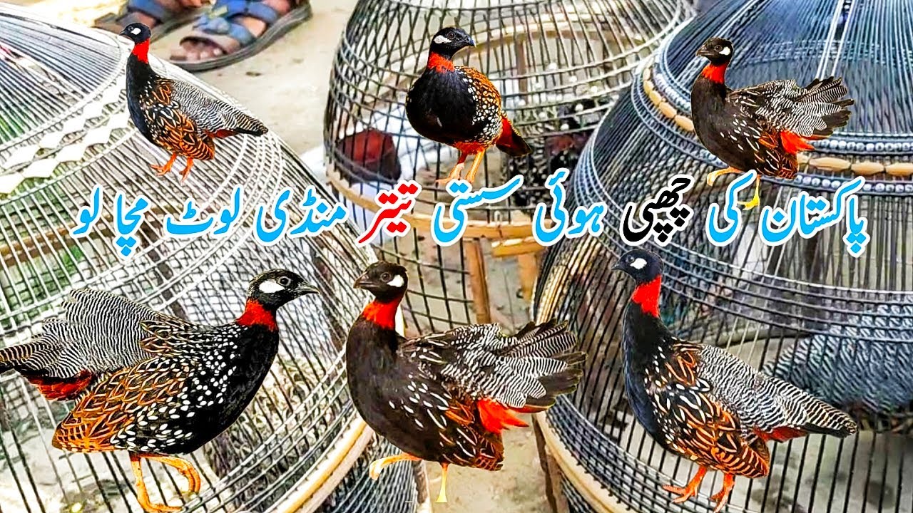 Sindh Kala teetar mandi | Irani dakhni kala teetar mandi updates |