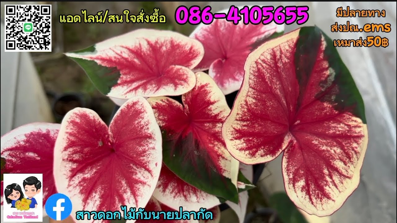 Ep.64📌ฝนลงแล้วบอนสีเริ่มสวยมาเลื่อกบอนสีไปปลูกกัน#สวนบอนสีพงษ์พฤกสา ☎️086-4105655