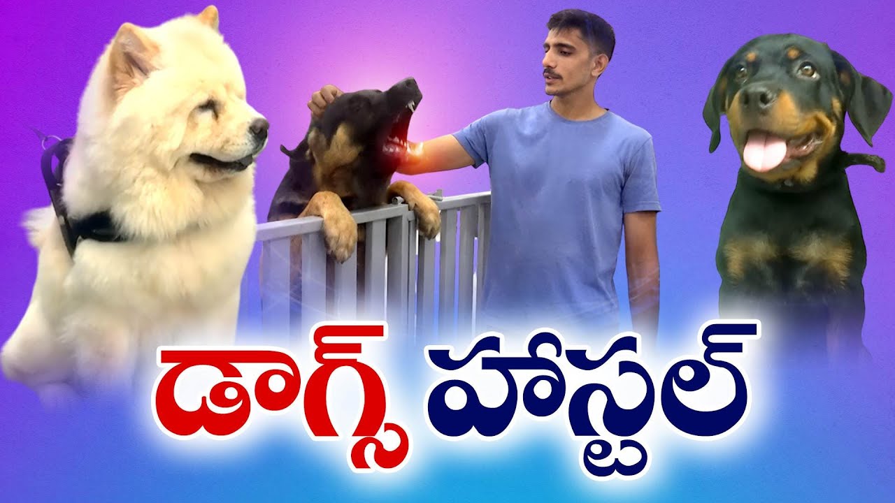 పెంపుడు కుక్కల కోసం ప్రత్యేక హస్టల్ | Special Hostel for Pet Dogs at Guntur