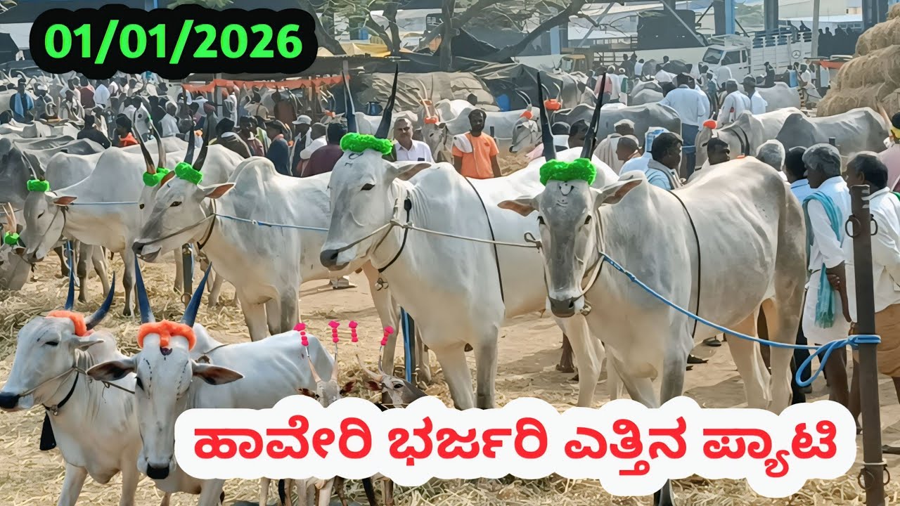 ಹಾವೇರಿ ಎತ್ತಿನ ಪ್ಯಾಟಿ || Haveri Bulls Market || ಪ್ರತಿ ಗುರುವಾರ ಬೆಳಿಗ್ಗೆ #haveribullsmarket 