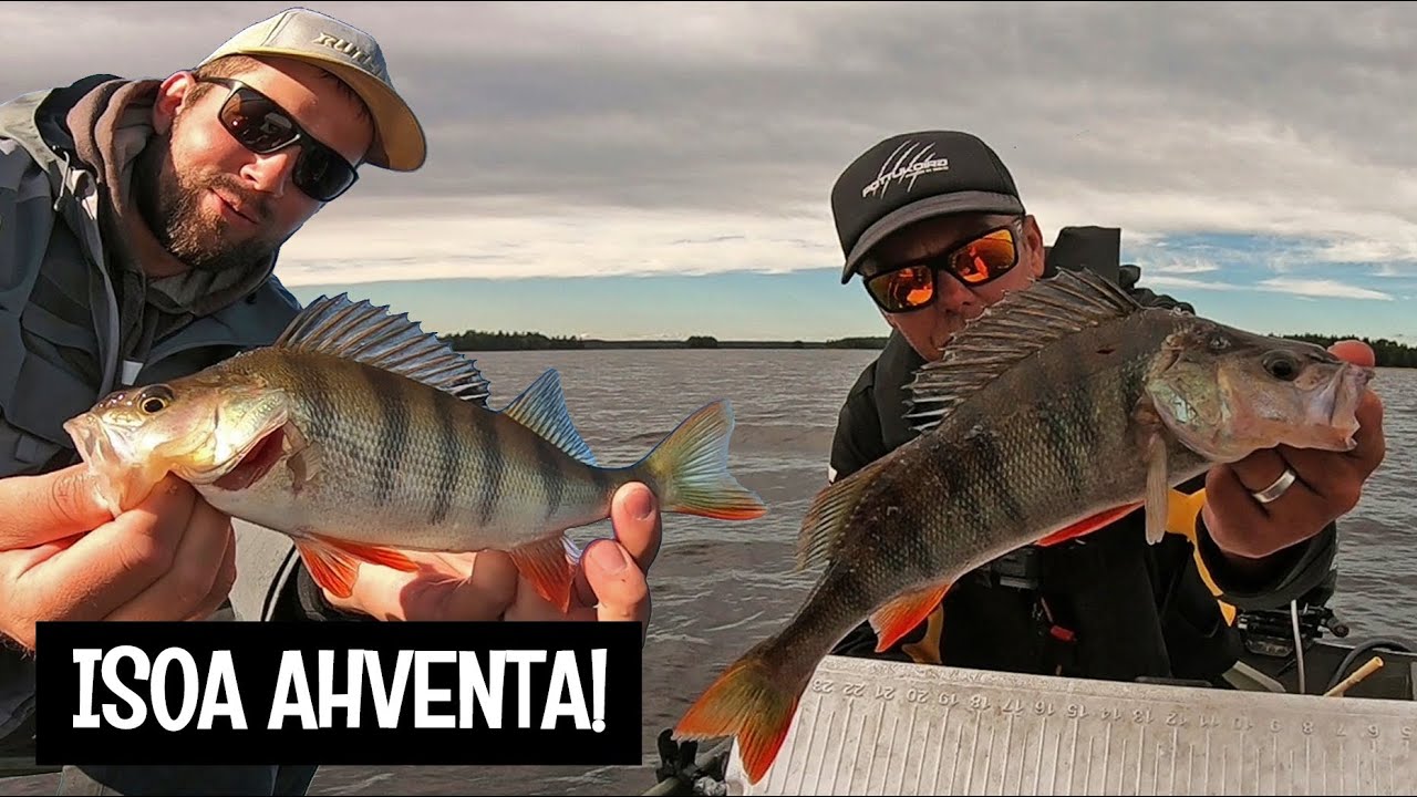 POTTUKOIRAN KANSSA KALASSA - AHVENEN JIGAUS - ORKA MIKROJIGIT