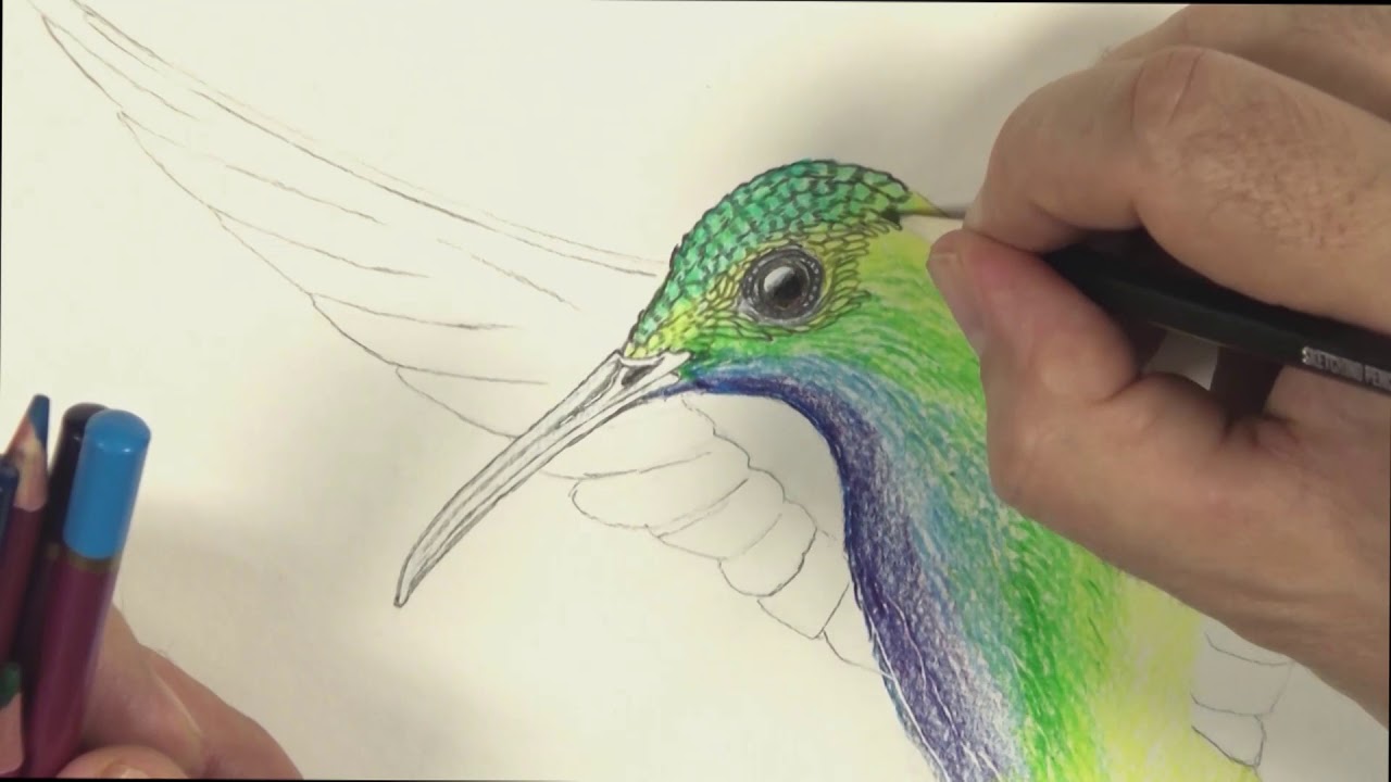 How to Draw a Hummingbird with Colour Pencils