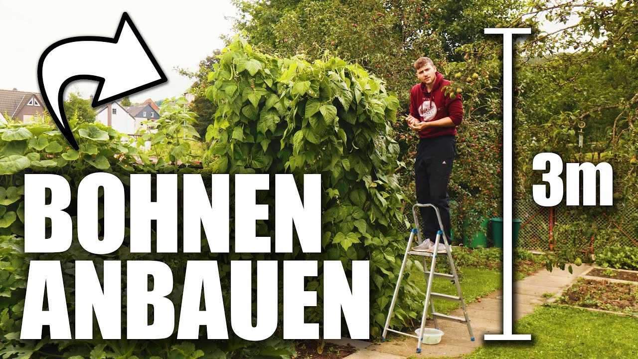 Stangenbohnen ANBAUEN, EINFRIEREN und TROCKNEN