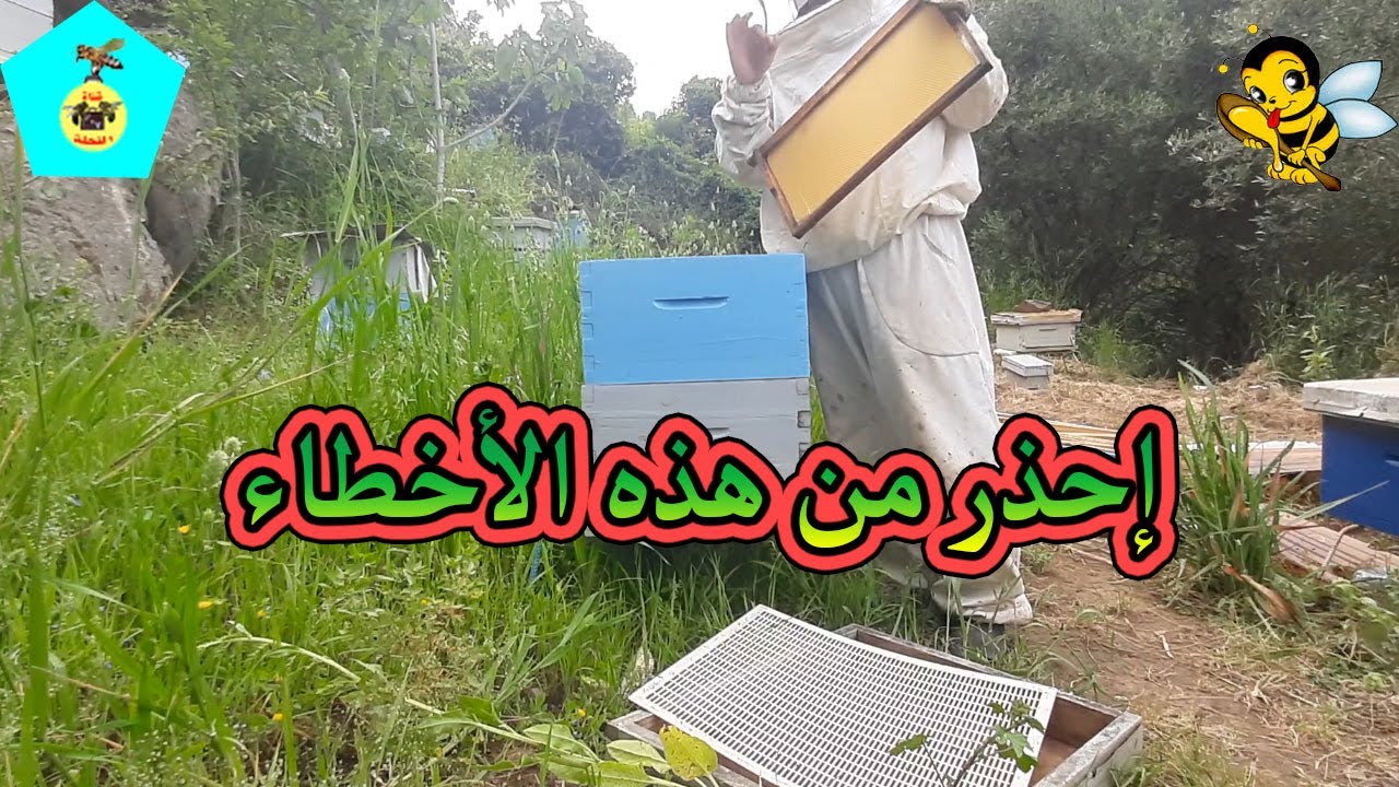 أخطاء نقع فيها عندما نرفع العاسلة فيقوم النحل ببناء بيوت ملكية ماهي ؟؟؟