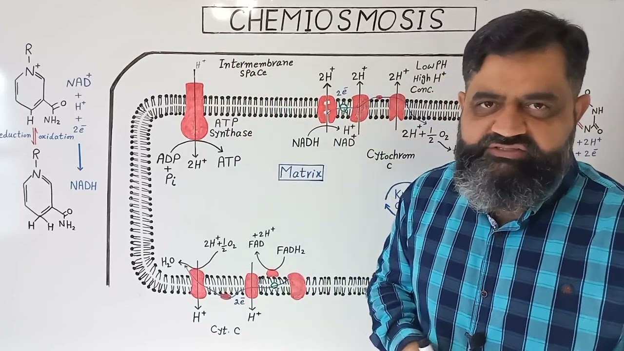 Chemiosmosis Urdu/Hindi medium @ Prof Masood fuzail | Oxidative Phosphorylation | Phosphorylation