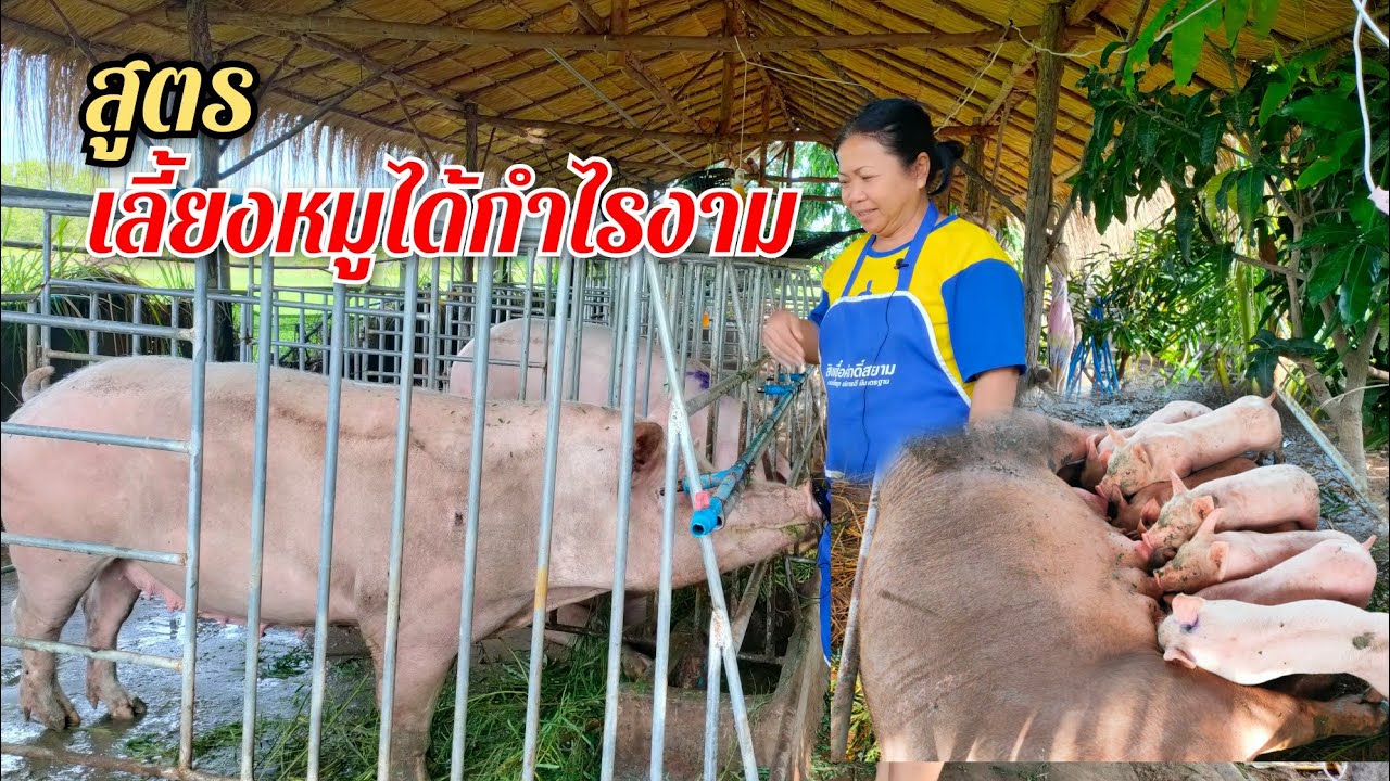 เลี้ยงหมูแบบบ้านๆ พร้อมแนะนำวิธีลดอาหาร ลดต้นทุน รายได้ปีละแสน