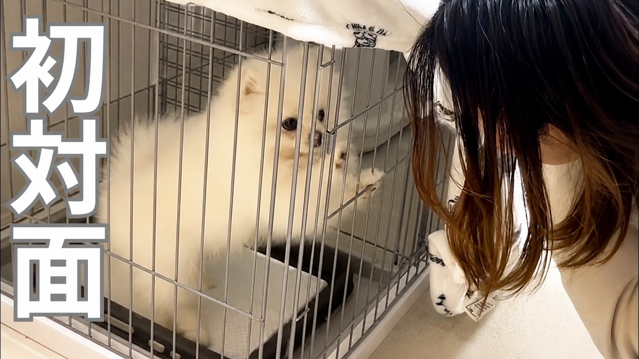 初めての来客に会った、白ポメラニアンのリアルな反応