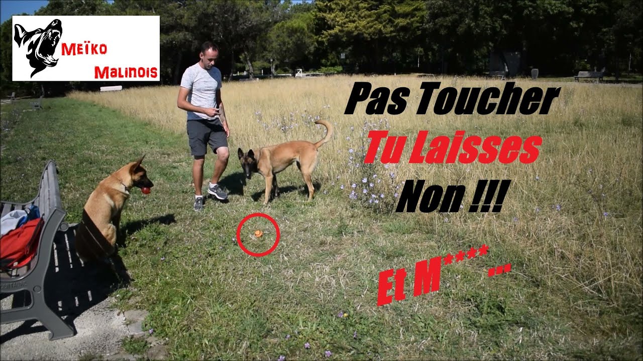 Mon Chien ramasse Tout au Sol : Que Faire ???