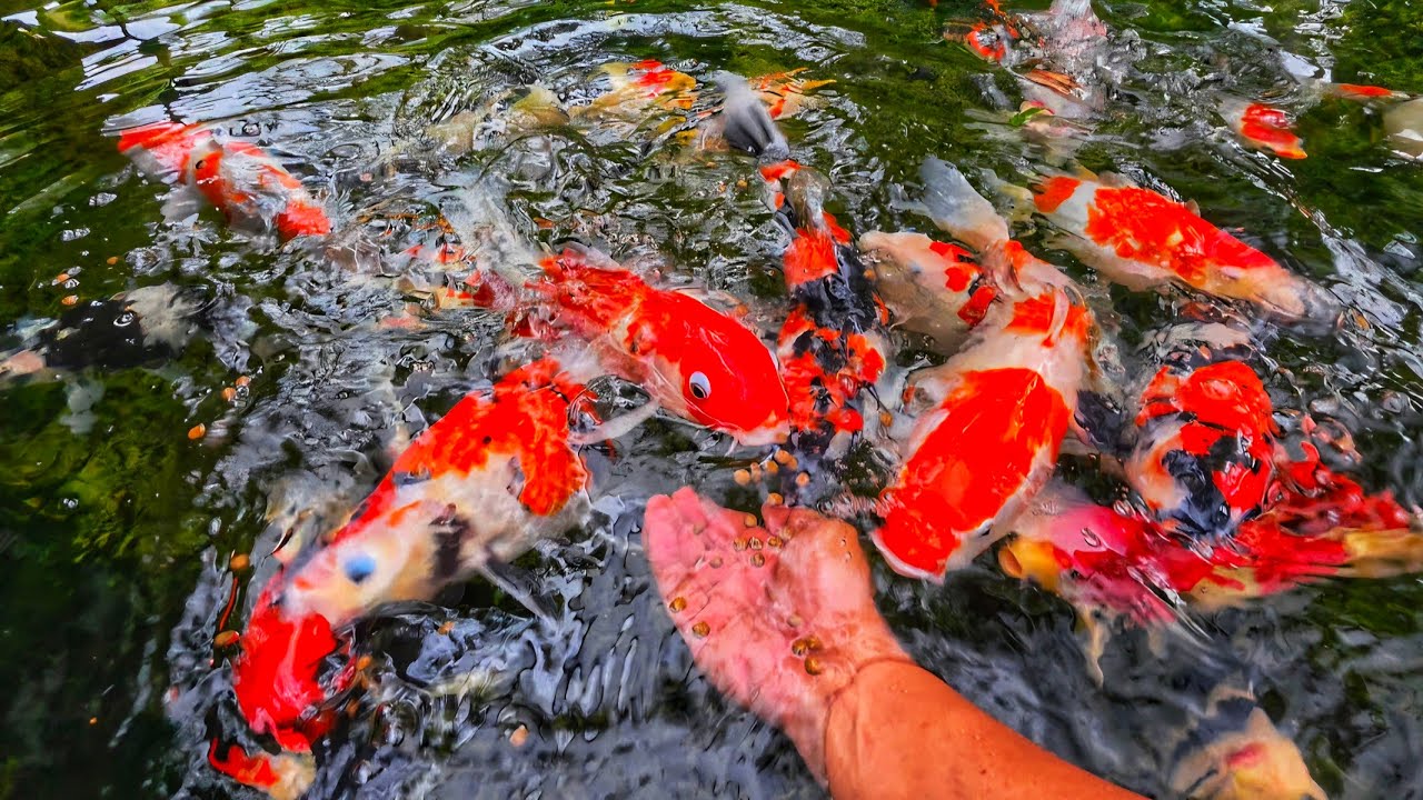 Hungry Koi Fish Eating from Hand | Relaxing Feeding Time