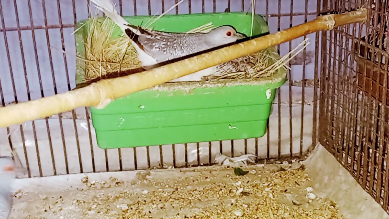 Diamond Dove Different Mutation Breeding Result At Lala Aviary Shed|Best Cage size For Dove Breeding