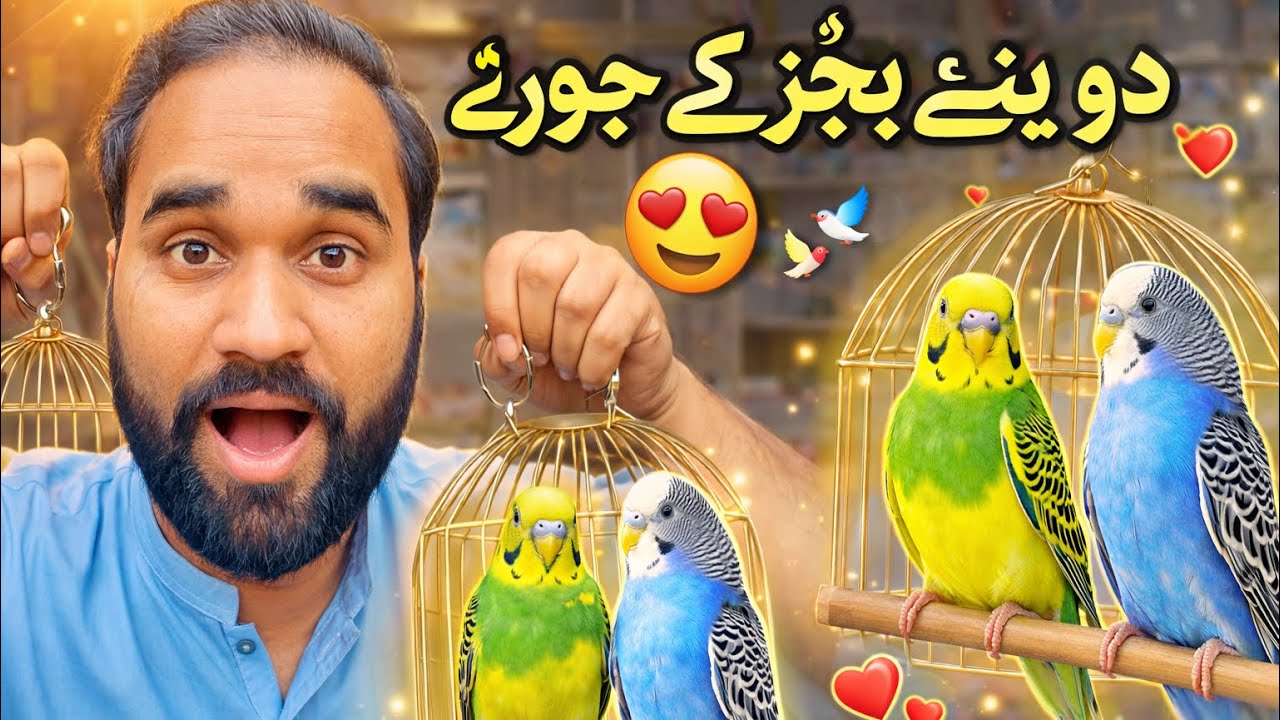 budgies parrot Ke Do naye jode Le Aaye