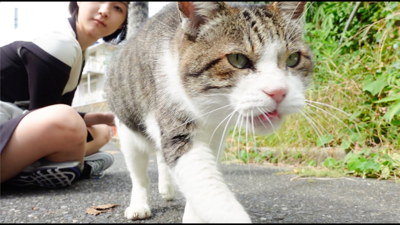 猫島に行ってきた【福岡県・藍島】