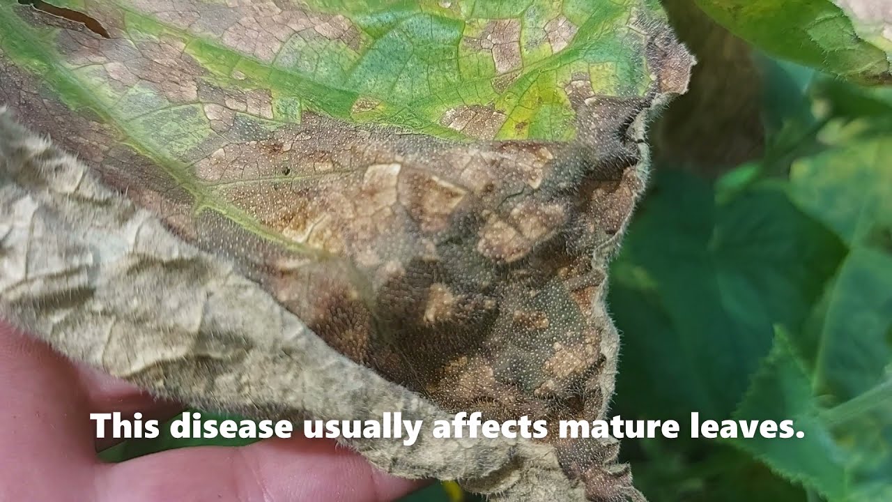 Cucumber Diseases