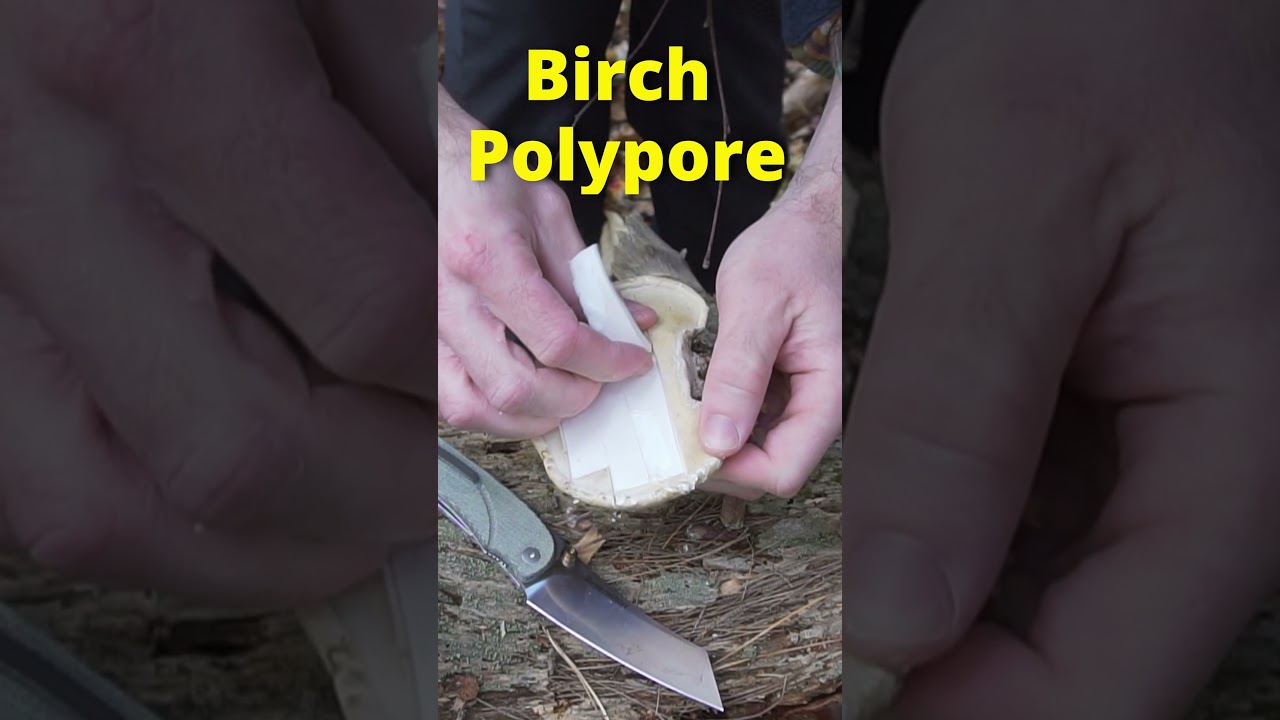 Making a Mushroom Band-Aid in the Woods! #survival