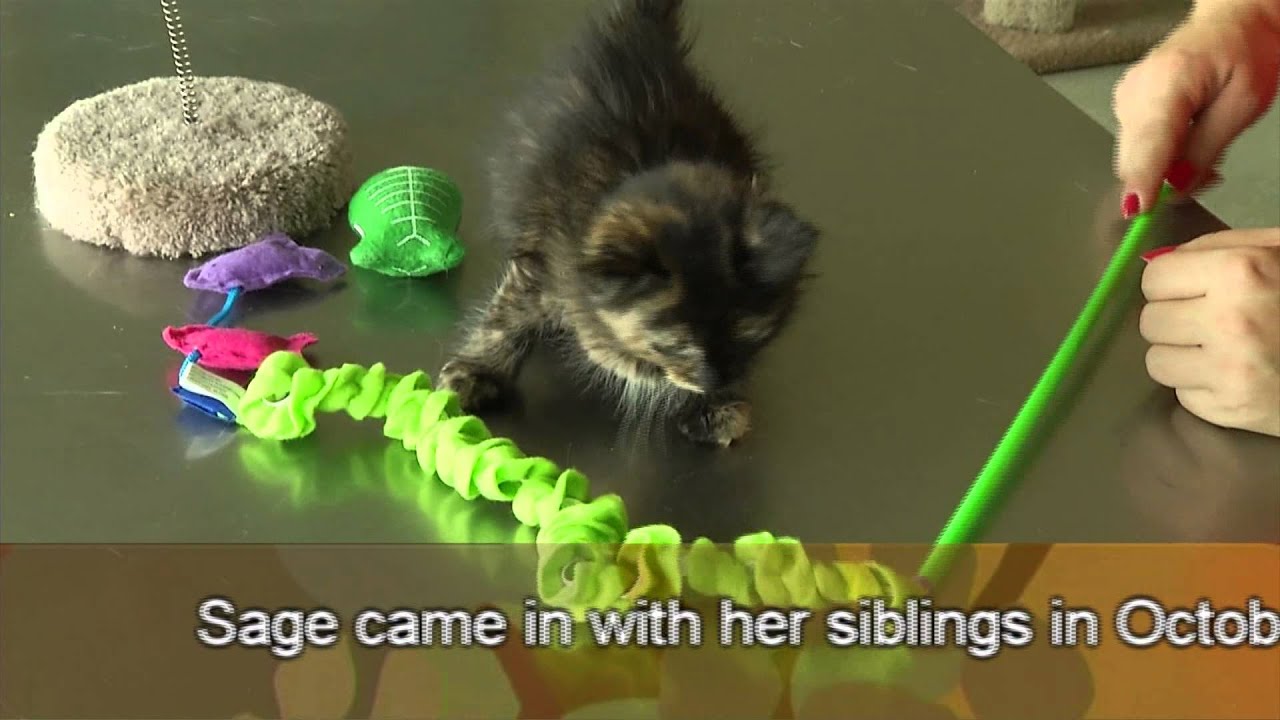 City of Grand Prairie: Prairie Paws 11-12