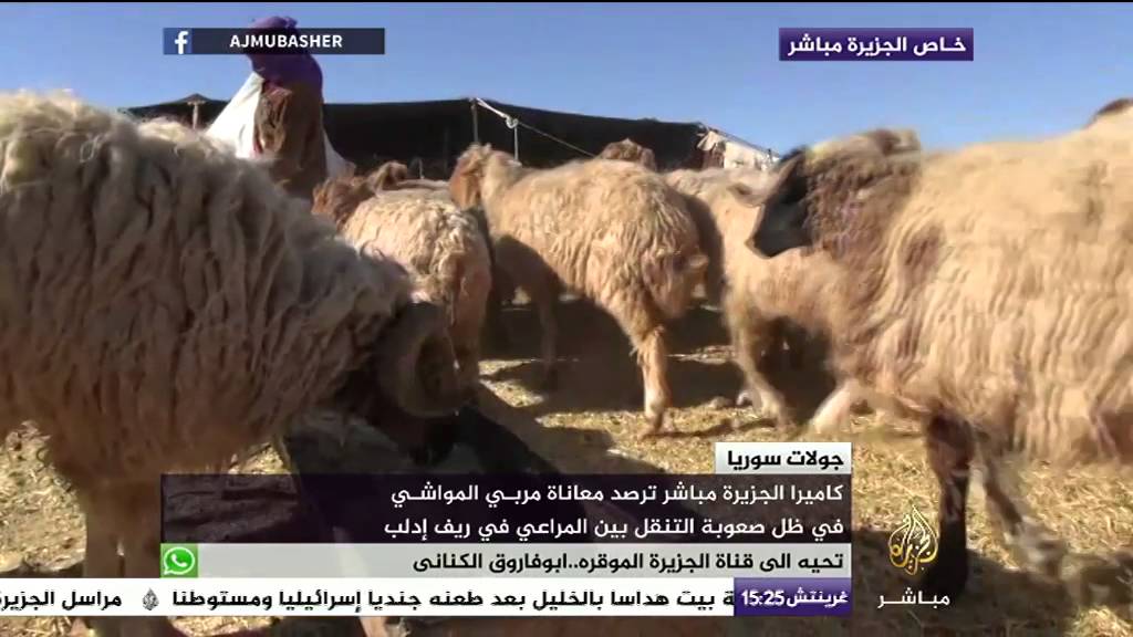 معاناة مربي المواشي في ظل صعوبة التنقل بين المراعي في ريف إدلب