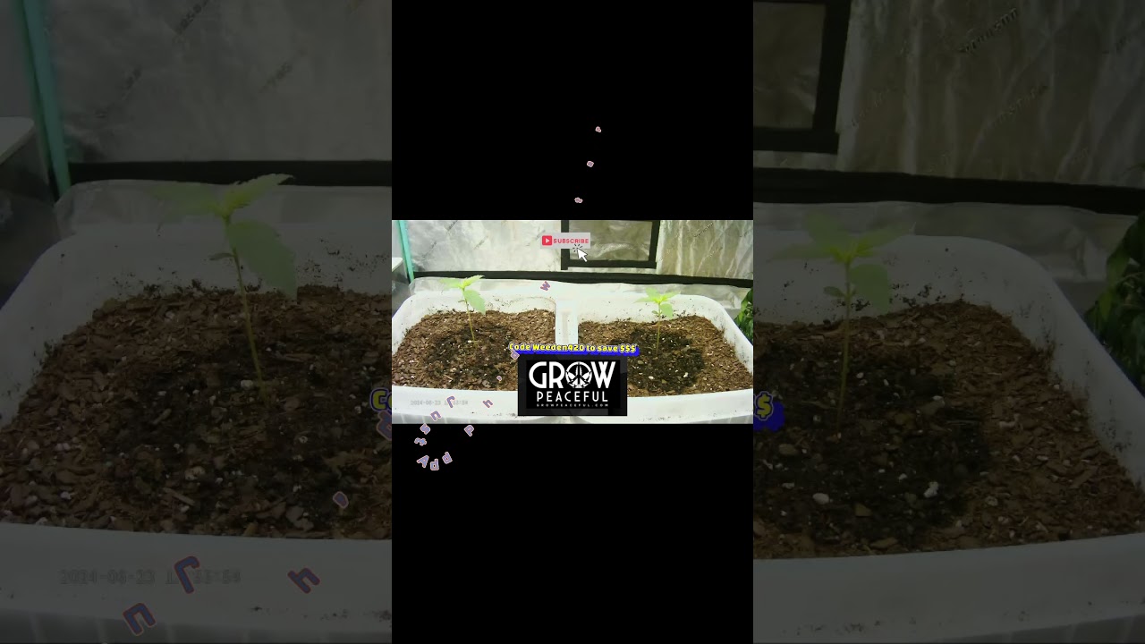 Grow Peaceful 420 Fast Buds Autoflower   Northern Lights & Skunk how to grow cannabis Timelapse #420