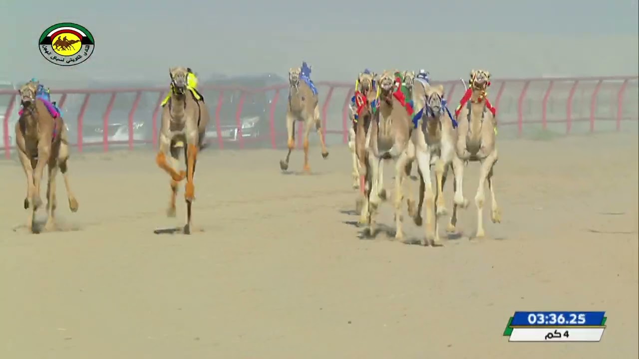 اليوم الاول حقايق فترة مسائية مواطنين الشوط 2