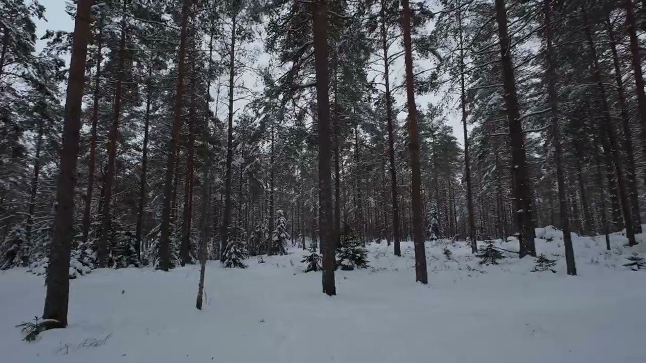 Beautiful snowy forests in Sweden | Nature Walk