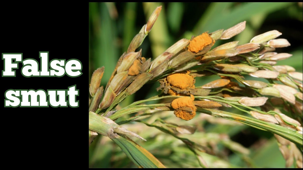 False Smut in rice: Causes, symptoms and management