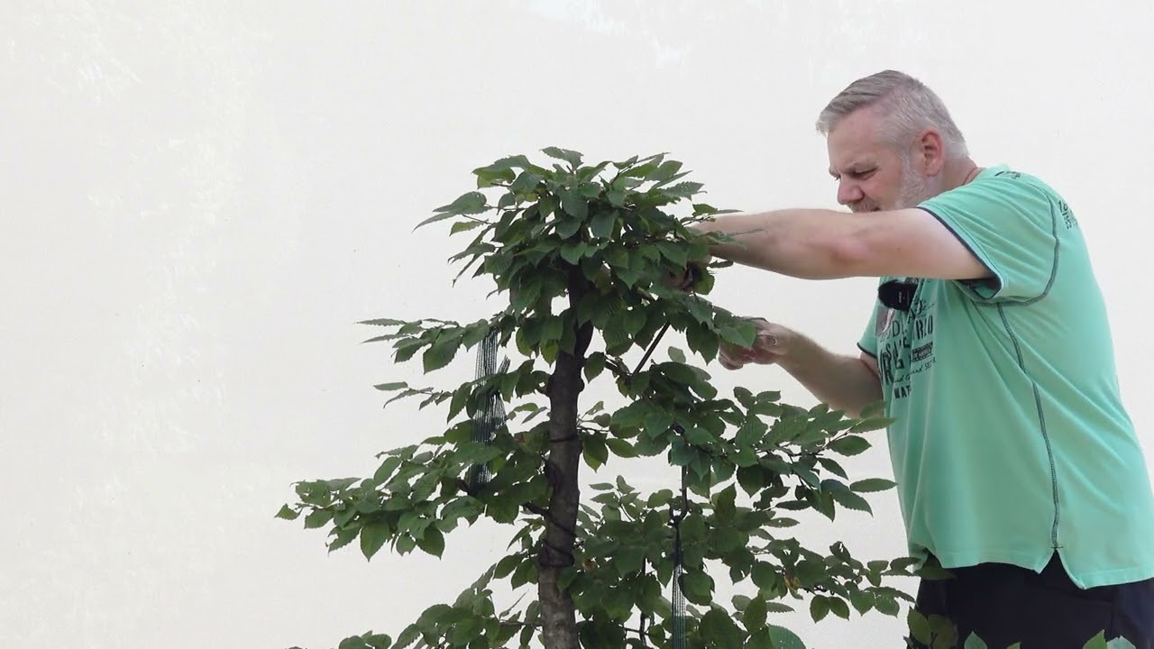Bonsai-Rohlinge-Yamadori-Hainbuche (Carpinus betulus)
