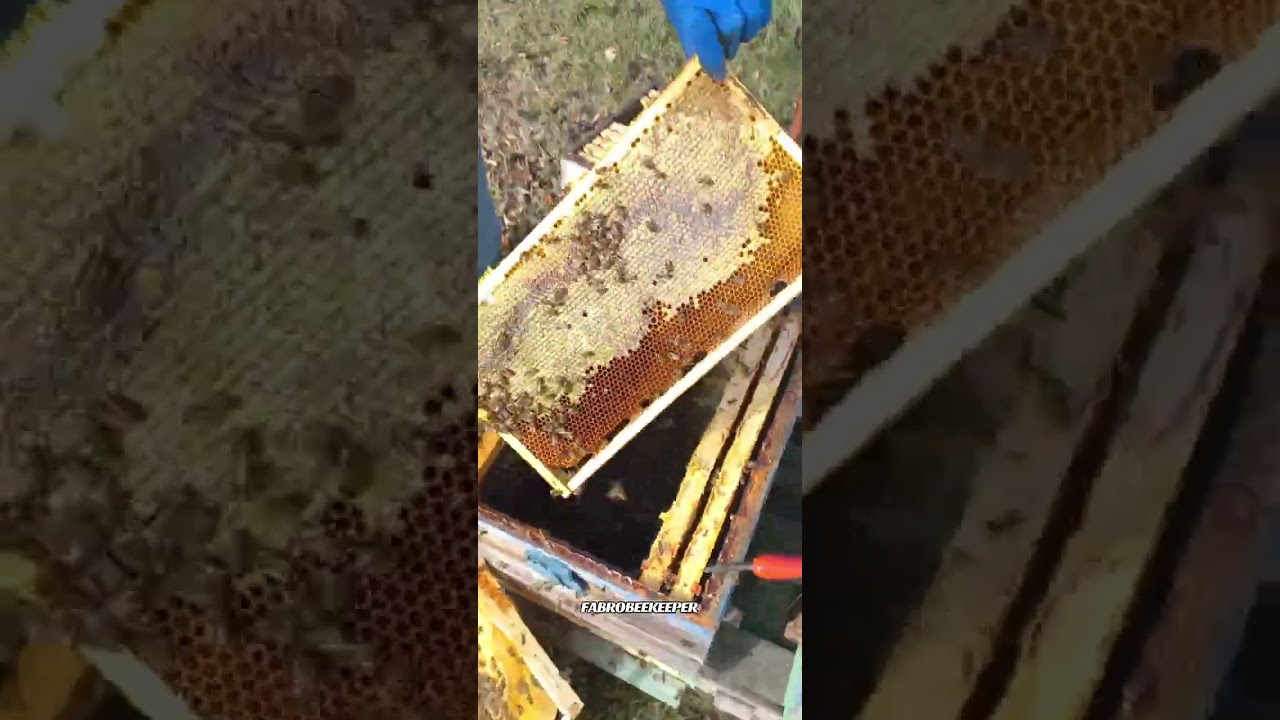 Збір бджолосім'ї в зиму #fabro #fabrobeekeeper