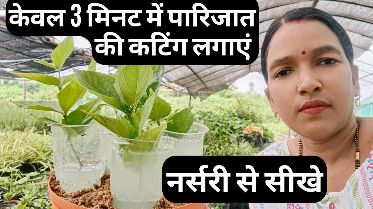 सितंबर अक्टूबर में पारिजात की कटिंग लगाएं। केवल 3 मिनट में।Harsingar/Parijaat cutting grow.