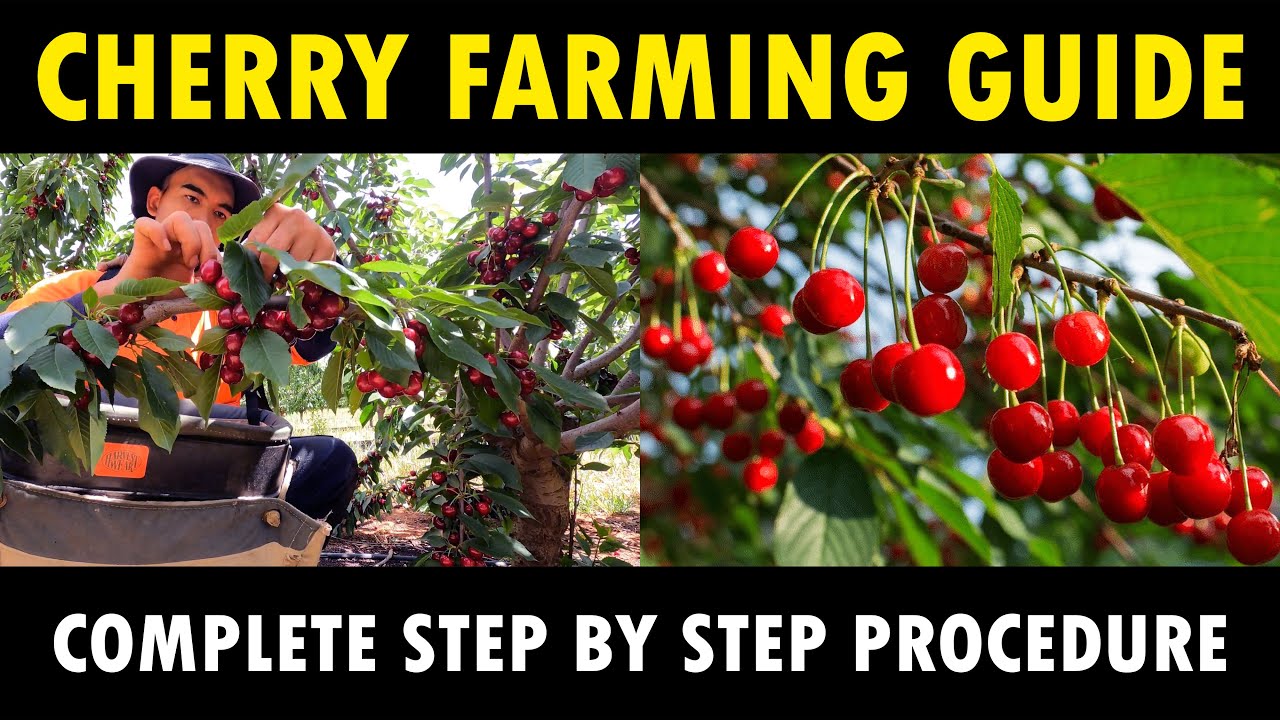 Cherry Farming / Cherry Cultivation information Guide | Cherry Planting, Care, Harvesting