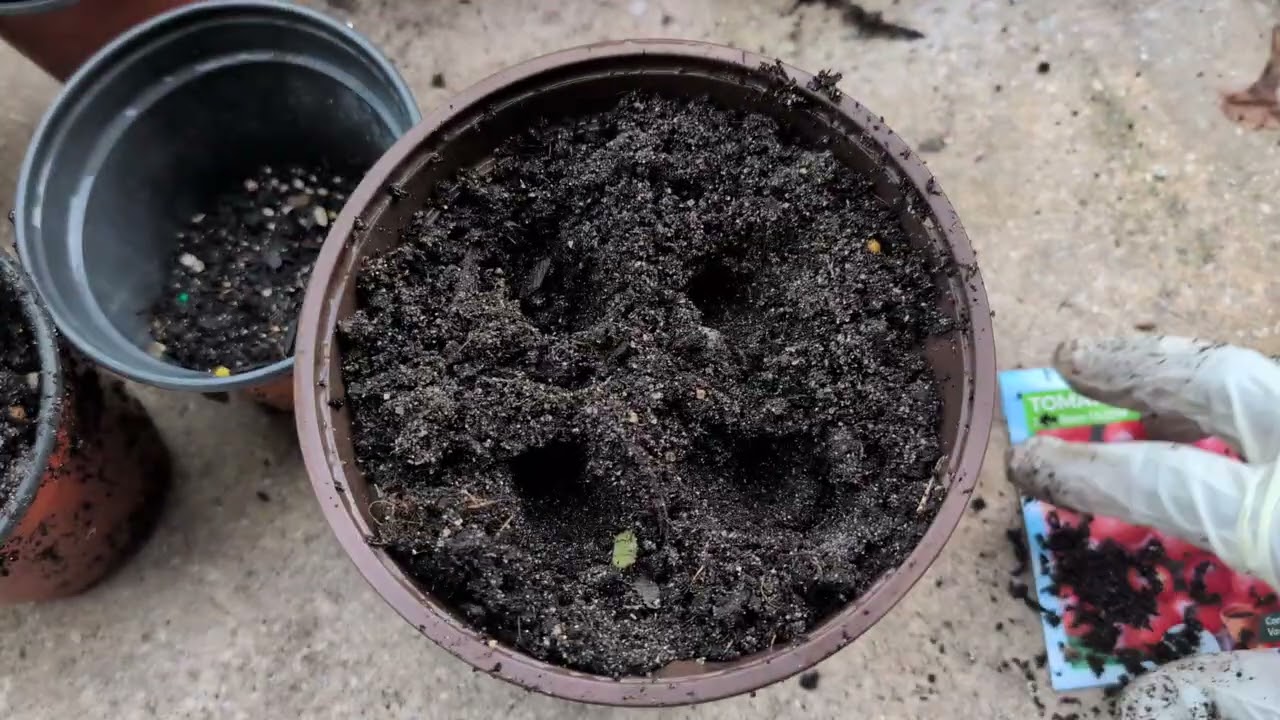 Beginner Friendly - How to plant Tomato Jelly Bean Hybrid Seeds