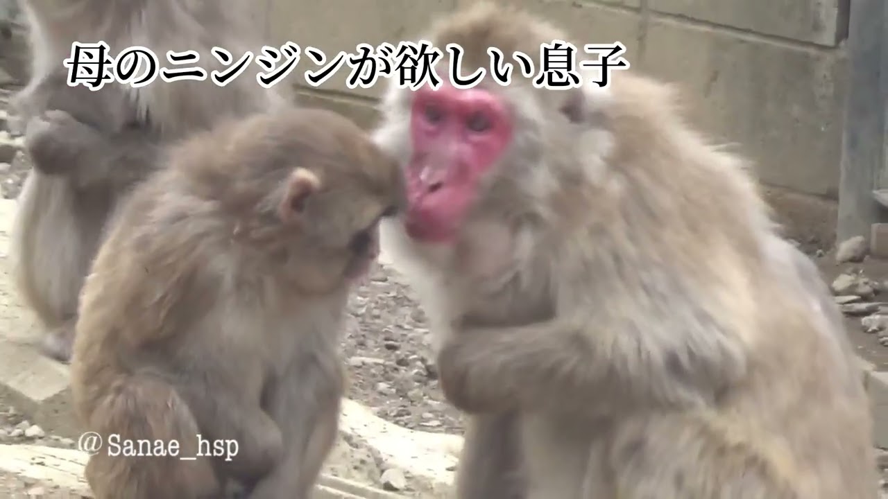 高尾山　ケーブルカーとさる園・野草園　　🎥2026.3.2