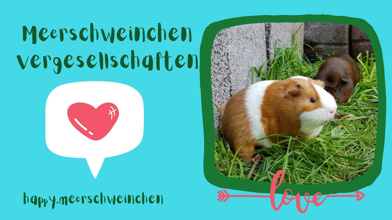 Vergesellschaftung von Meerschweinchen