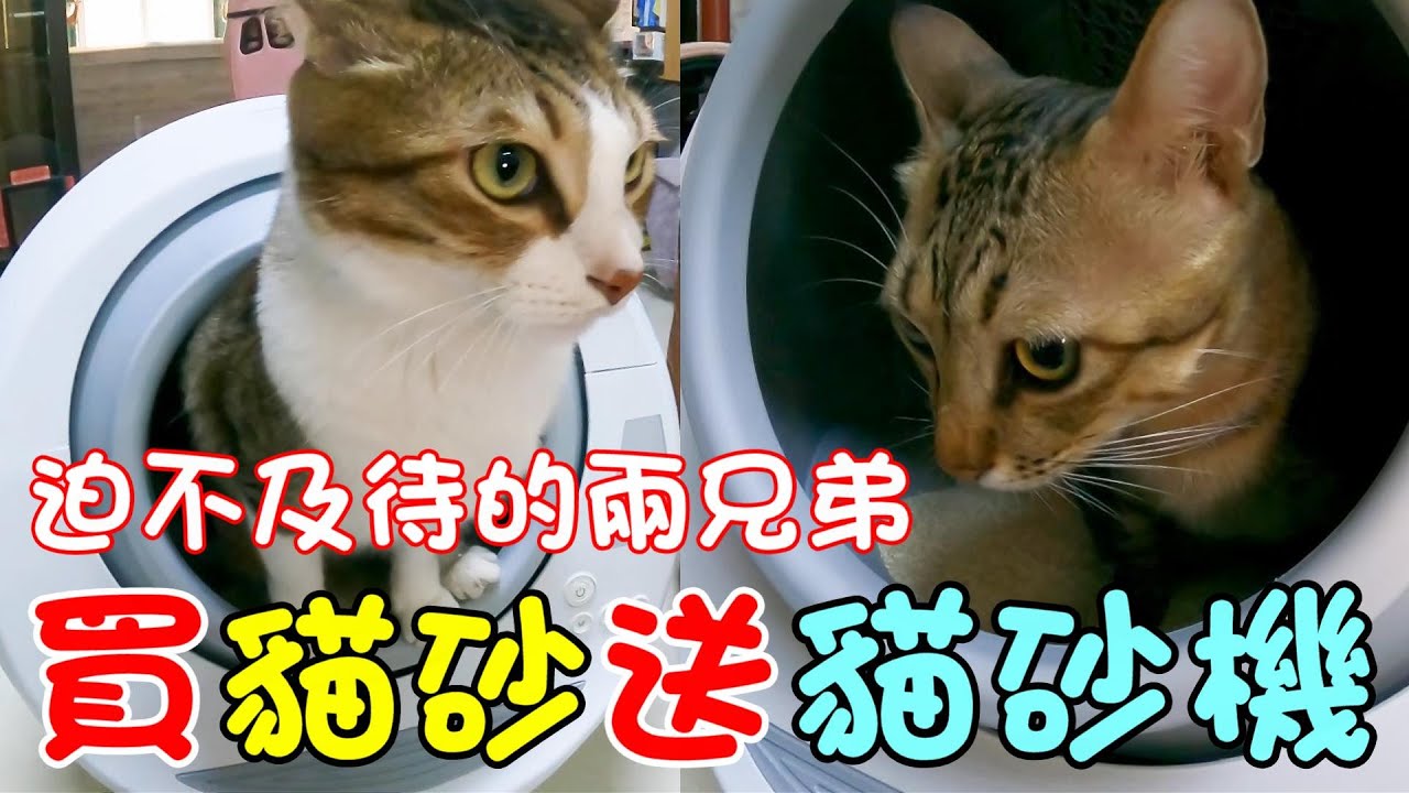 『買貓砂送貓砂機』迫不及待的兩兄弟！