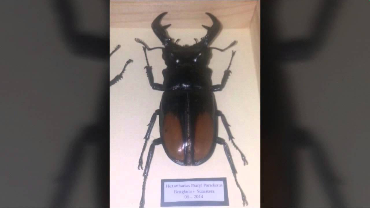 Framed Lucanidae and Megasoma Beetles.