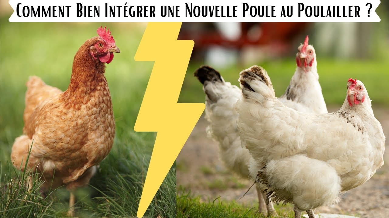 Nouvelle poule dans un poulailler : Comment l'intégrer ? 🐓