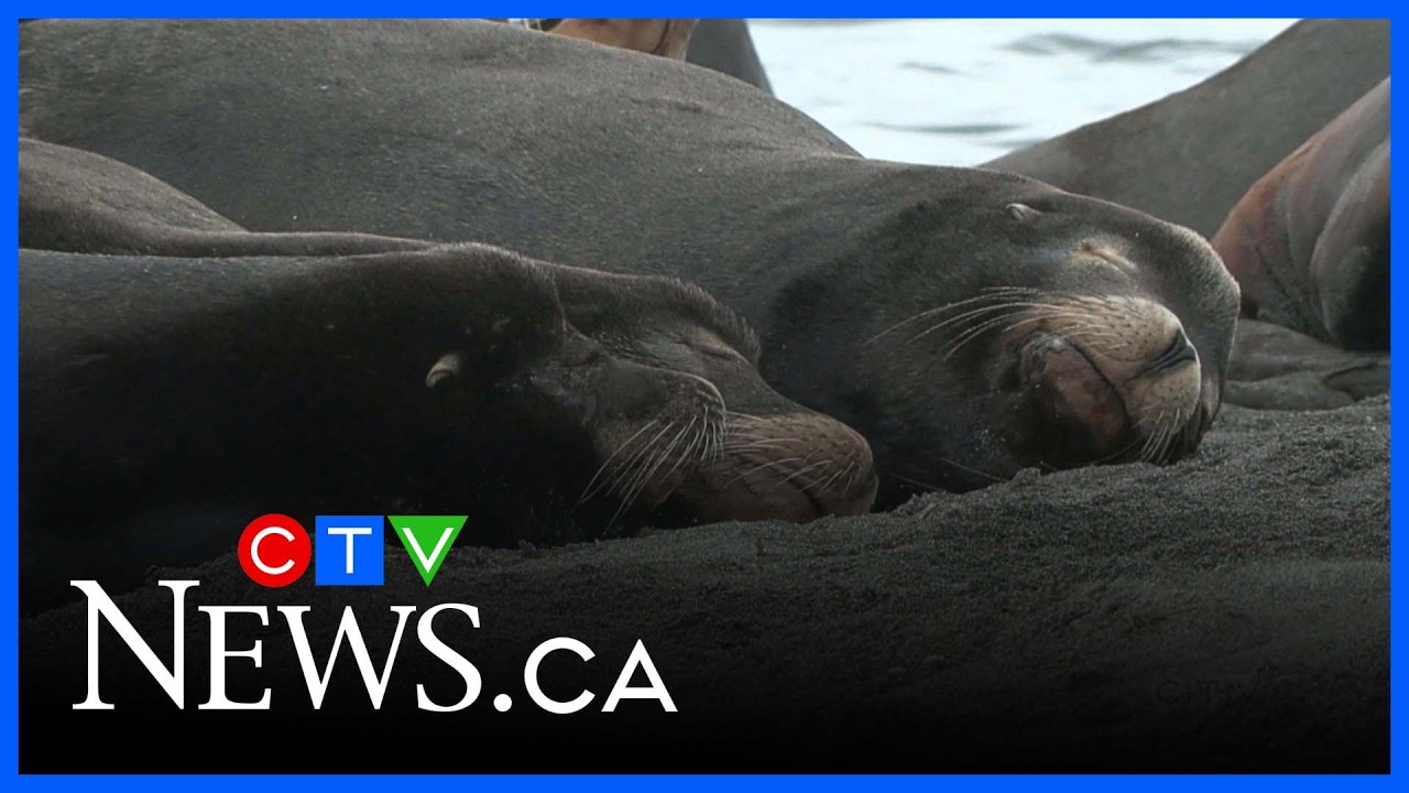 Colony of sea lions create a spectacle on Vancouver Island beach