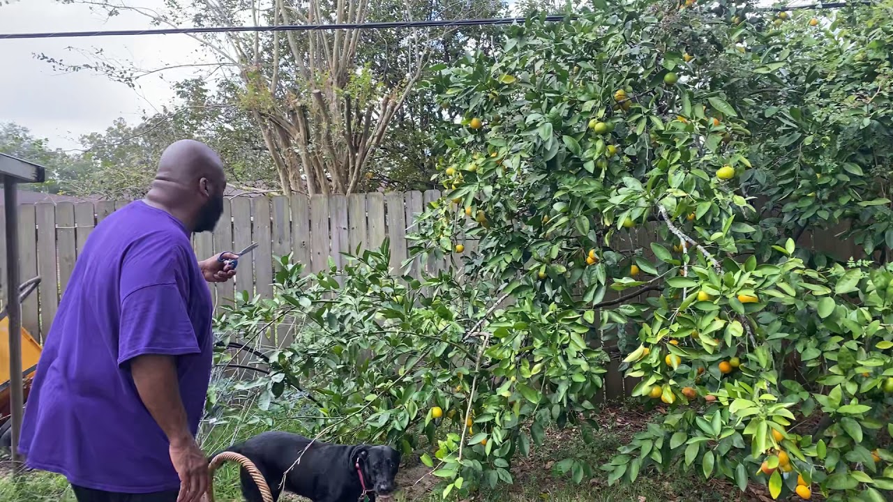Satsuma Harvest